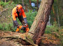 How Our Tree Care Process Works  in Great Neck, NY